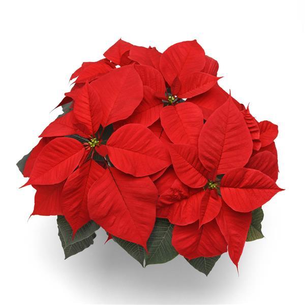 Poinsettia Christmas Candle
