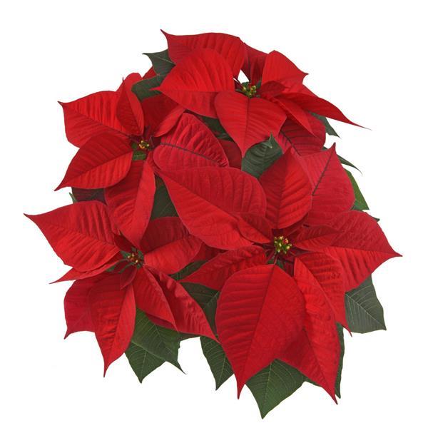 Christmas Chorus Red