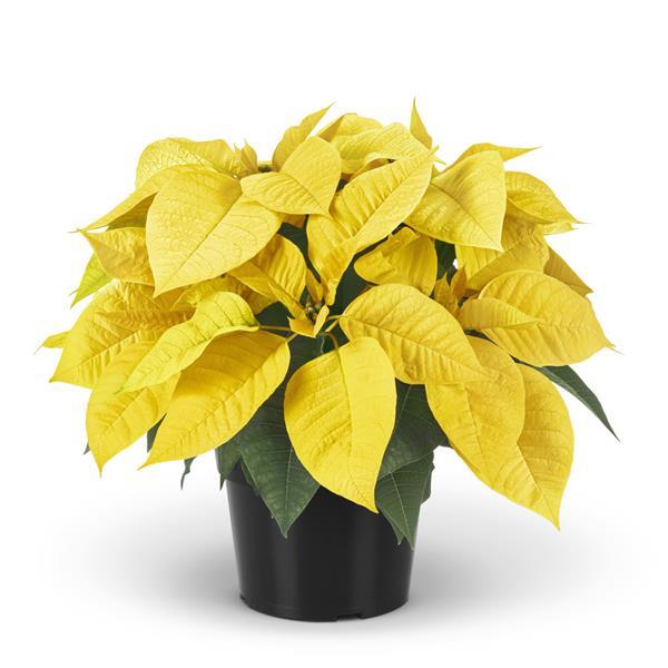 Poinsettia Golden Yellow
