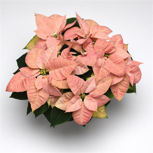 Christmas Beauty™ Cinnamon