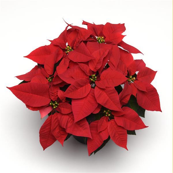 Early Elegance™ Red