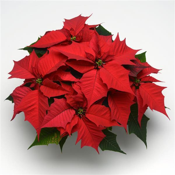 Holly Berry Red