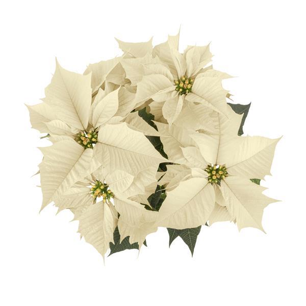 Holly Berry White