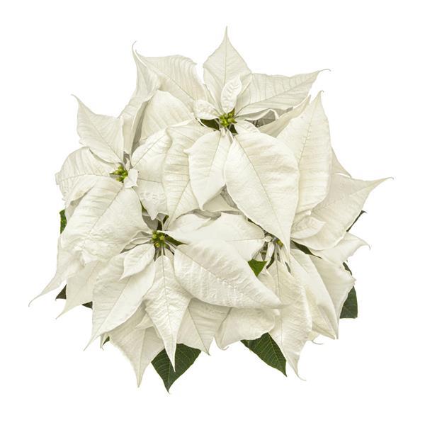 Poinsettia White Christmas