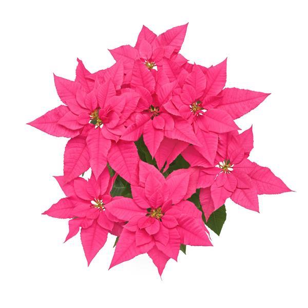 Wonderland Pink Rouge