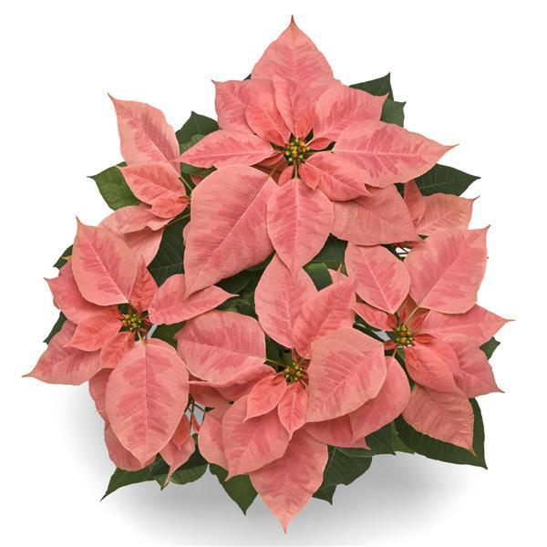 Poinsettia Pink Champagne