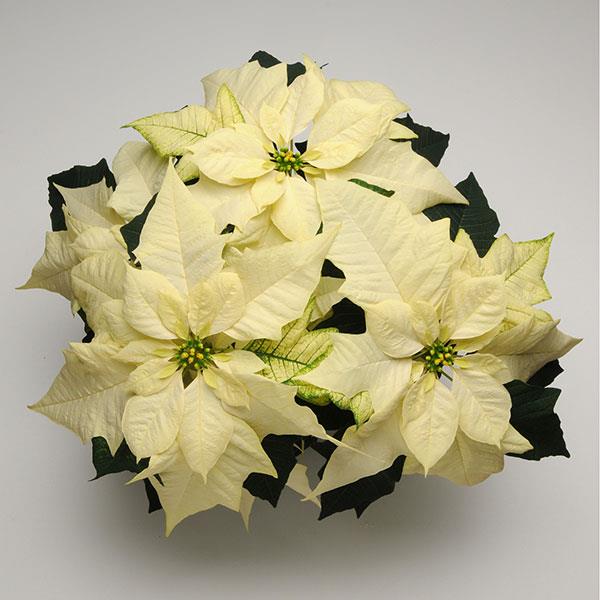 Poinsettia Wintersun White