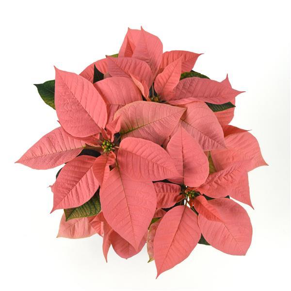 Poinsettia Peach Glow