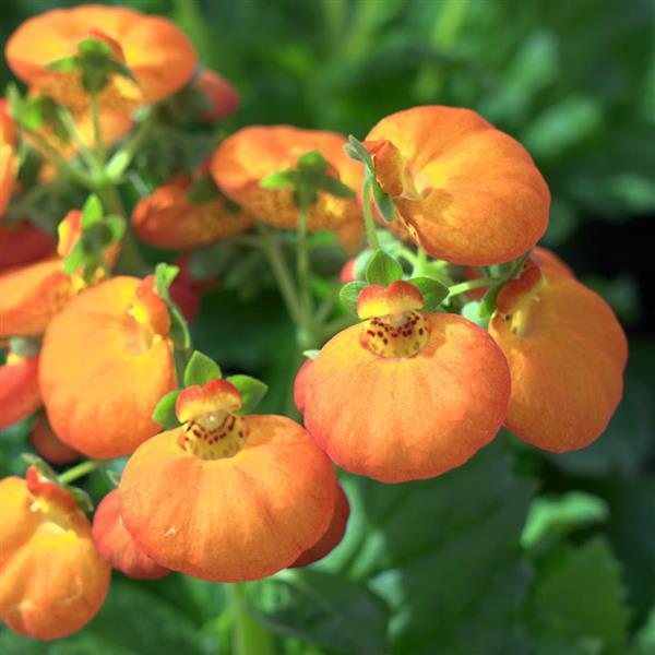 Calynopsis™ Orange
