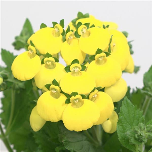 Calynopsis™ Yellow