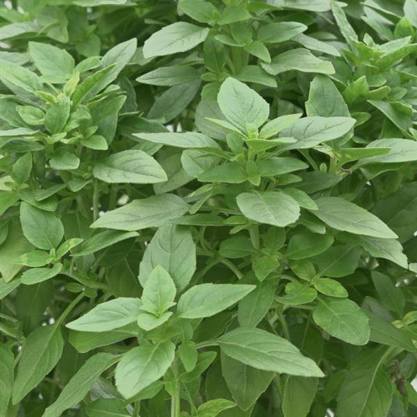 Ocimum Spicy Basil