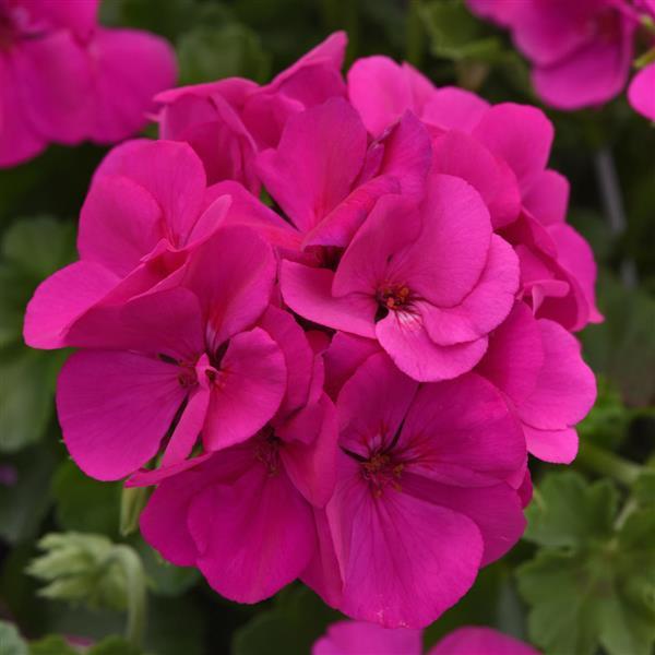 Marcada™ Electric Purple