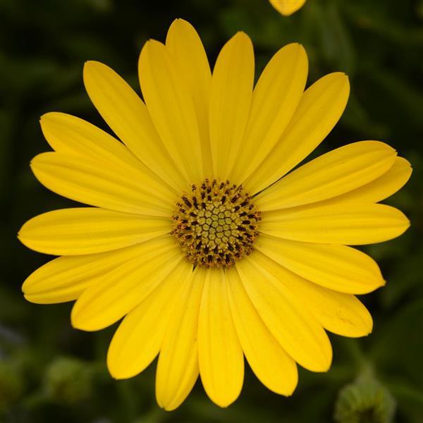 Zion™ Pure Yellow