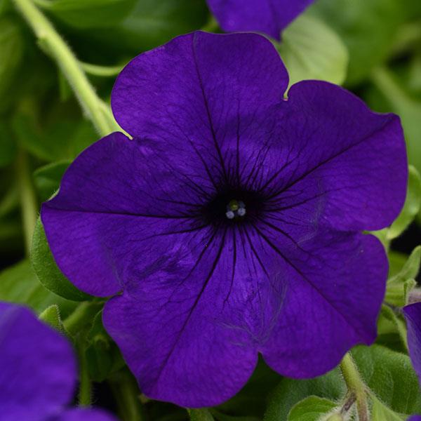 Main Stage™ Violet