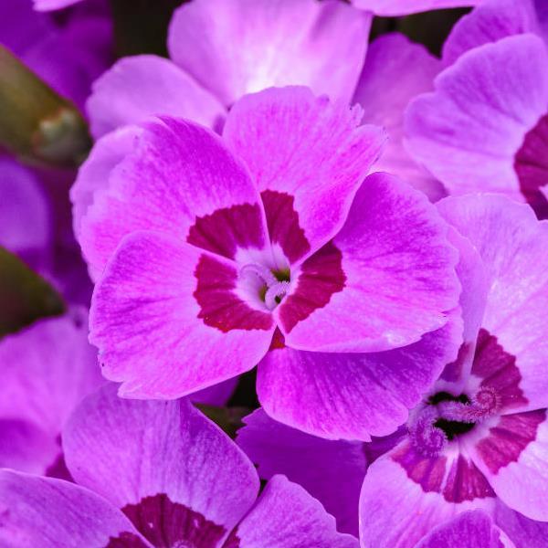 EverLast™ Violet Blue