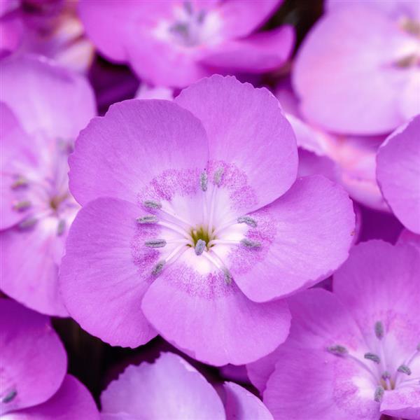 EverLast™ Lavender Shimmer
