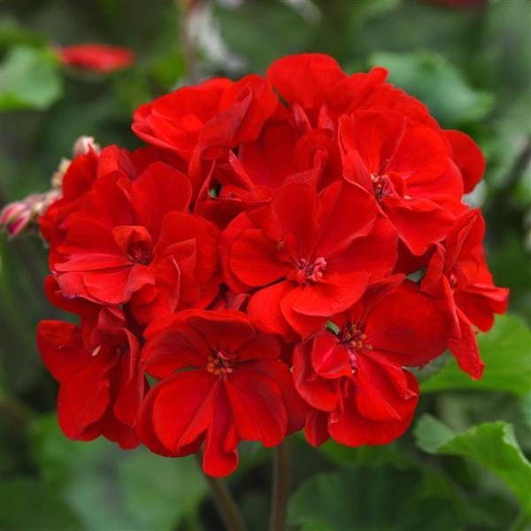 Moonlight™ Dark Red 26