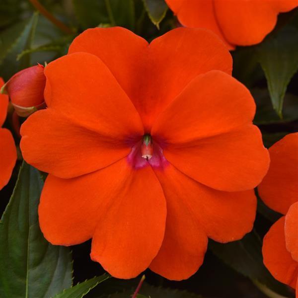 ColorPower™ Orange