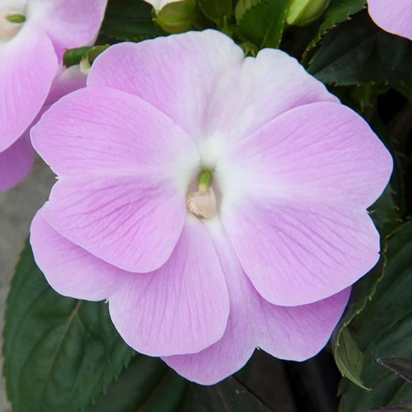 ColorPower™ Orchid