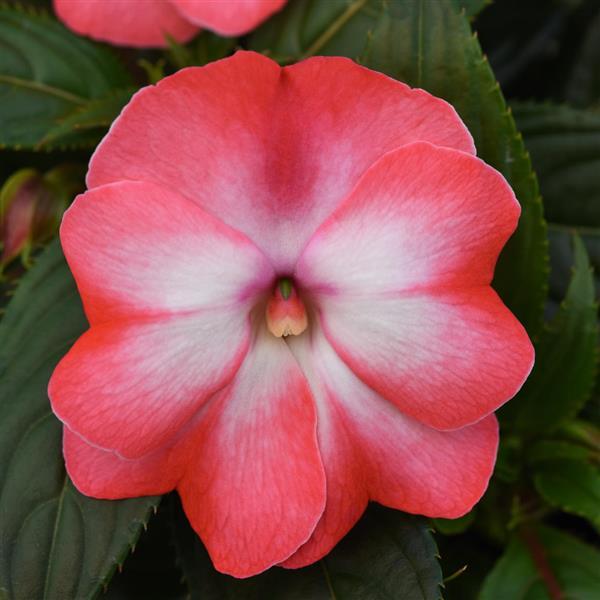 ColorPower™ Peach Frost