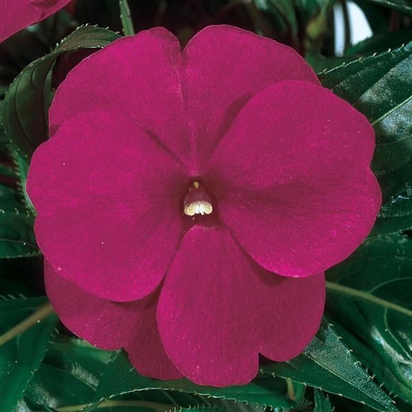 ColorPower™ Purple Blue
