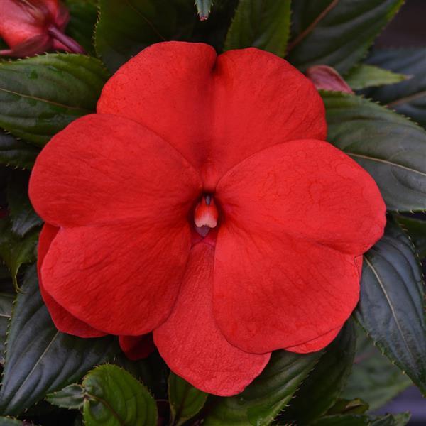 ColorPower™ Red