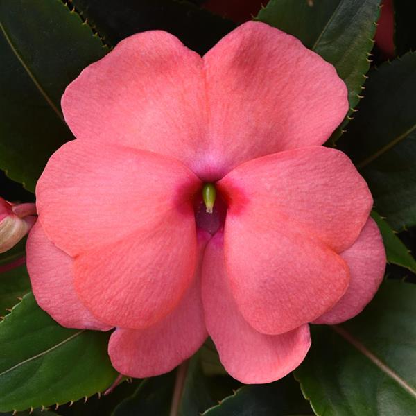 ColorPower™ Salmon Pink