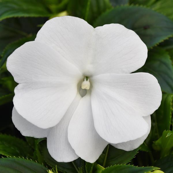 ColorPower™ White