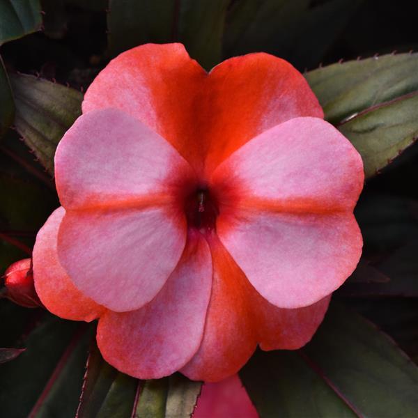 ColorPower™ Coral Flame