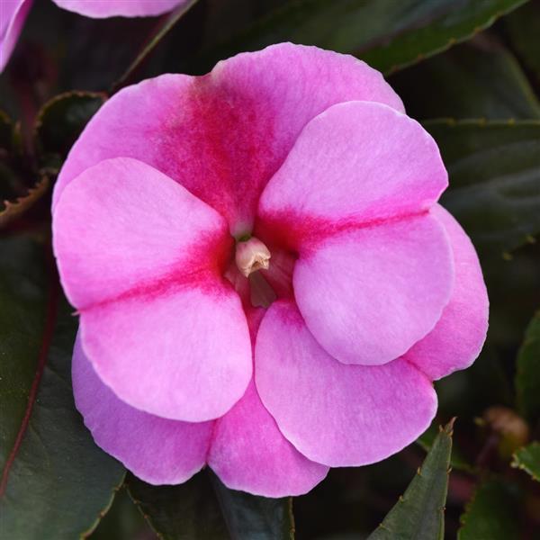 ColorPower™ Lavender Flame