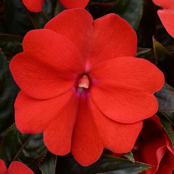 ColorPower™ Dark Red