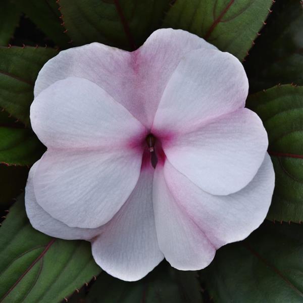 ColorPower™ Light Pink+Eye
