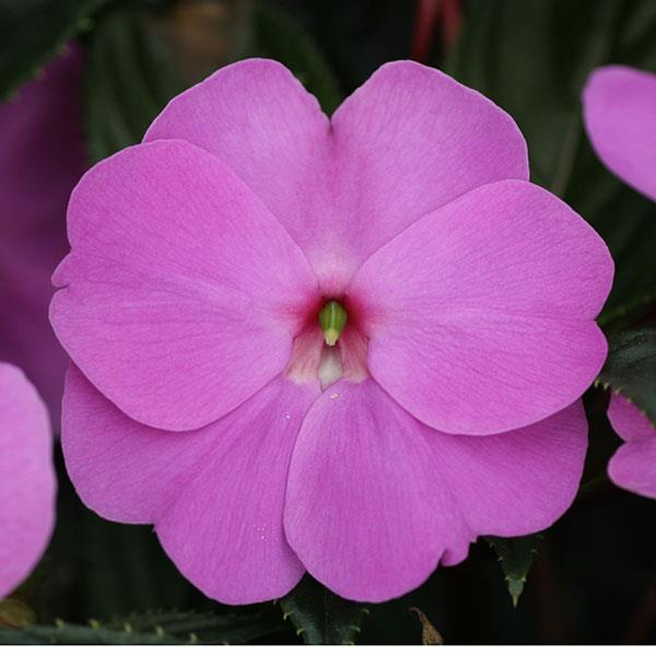 ImPower™ Lavender