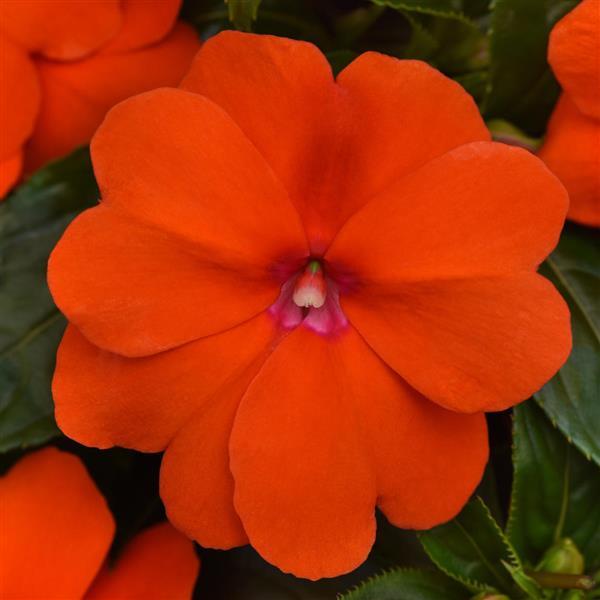 ImPower™ Orange