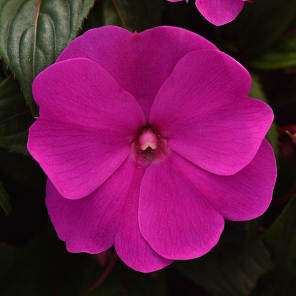 ImPower™ Violet