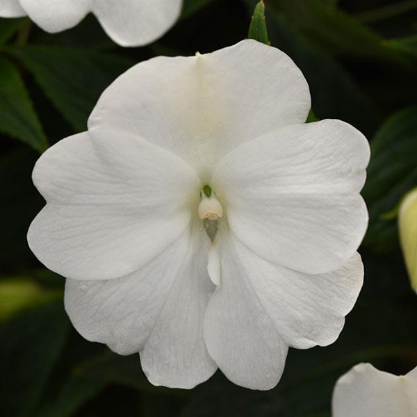 ImPower™ White