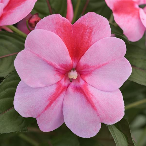ImPower™ Pink Flame