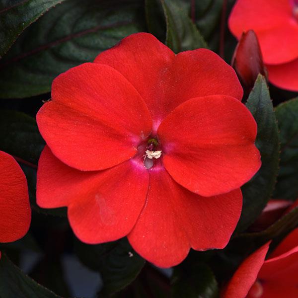 ImPower™ Dark Red