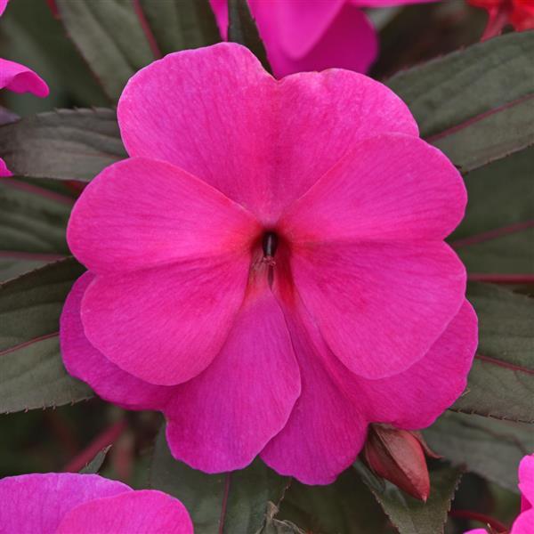ImPower™ Violet Shadow
