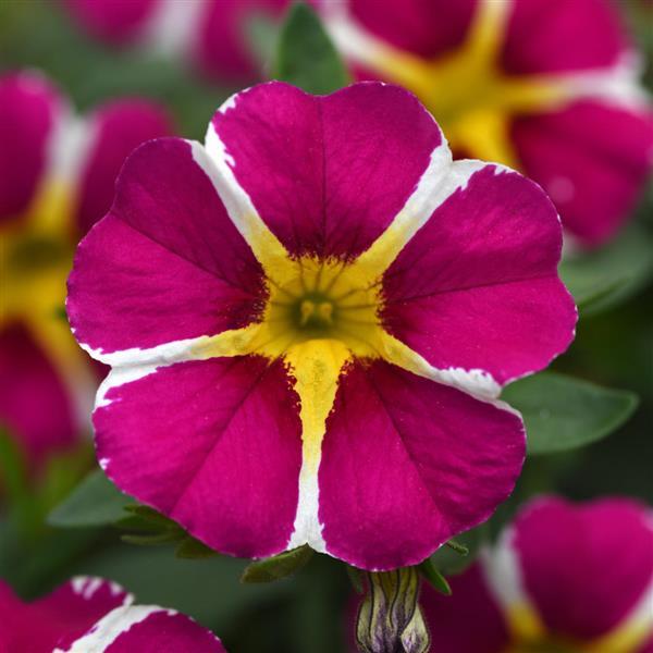 MiniFamous<sup>®</sup> Neo Magenta Star