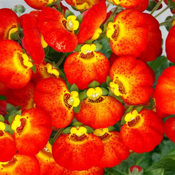 Calynopsis™ Red+Yellow Eye