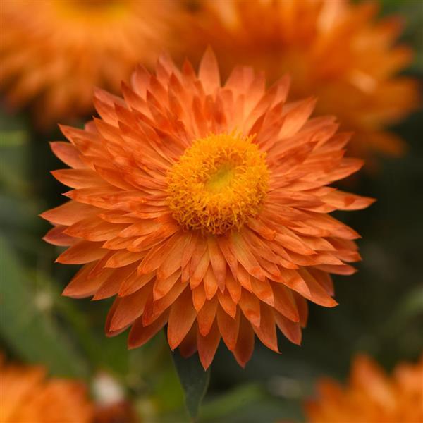 Mohave™ Apricot