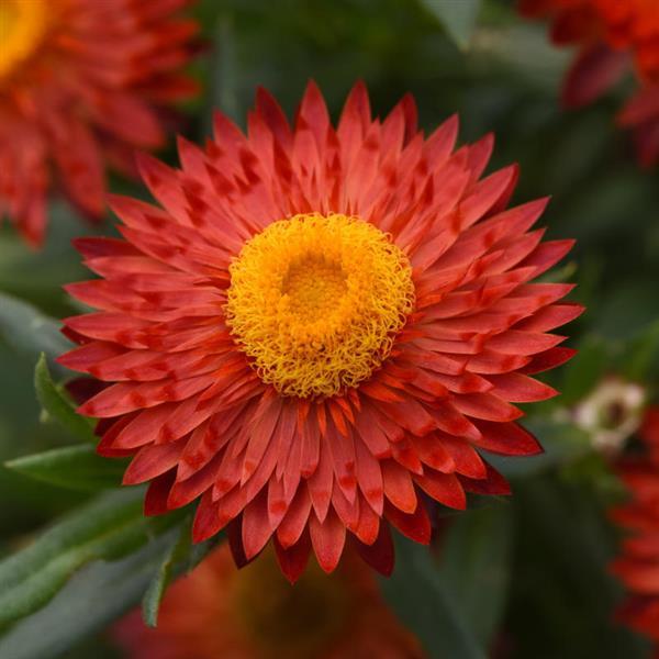Mohave™ Fire Red