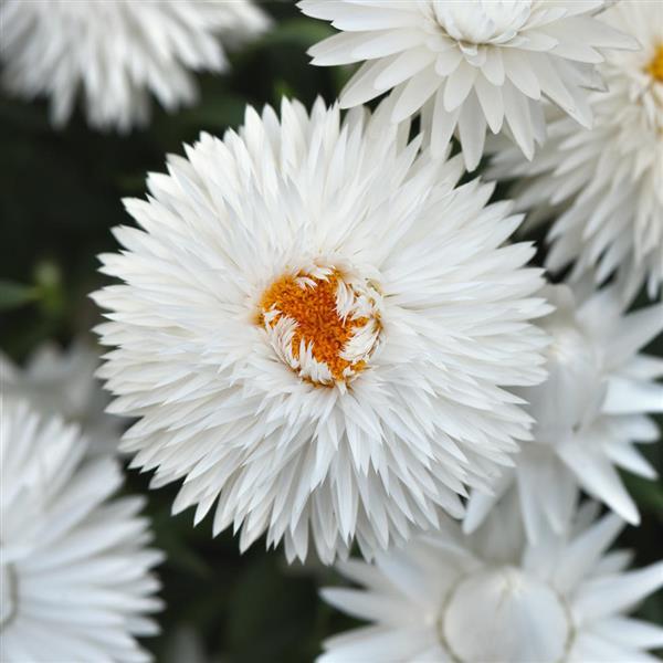 Mohave™ White