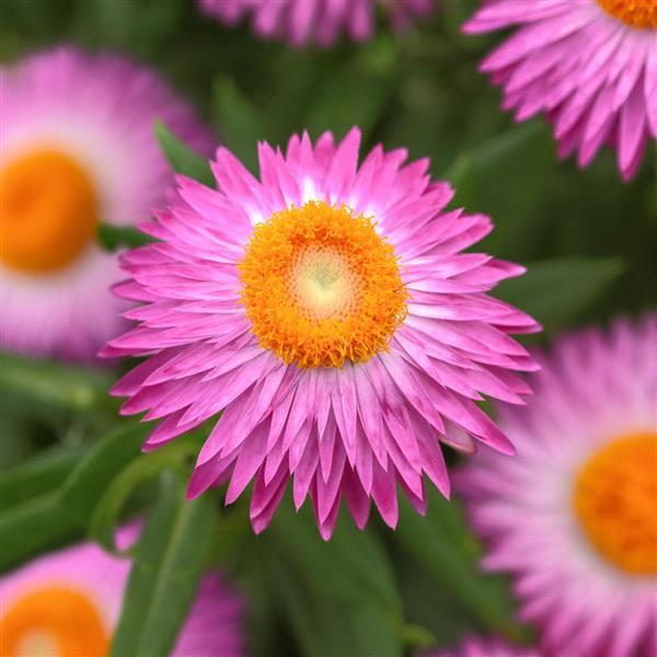 Mohave™ Pink 26
