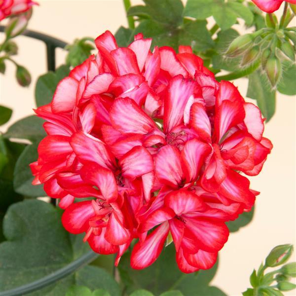 Royal™ Candy Cane<sup>®</sup>