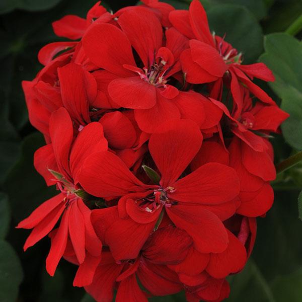 Royal™ Scarlet Red
