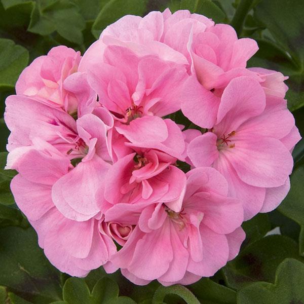 Royal™ Light Pink