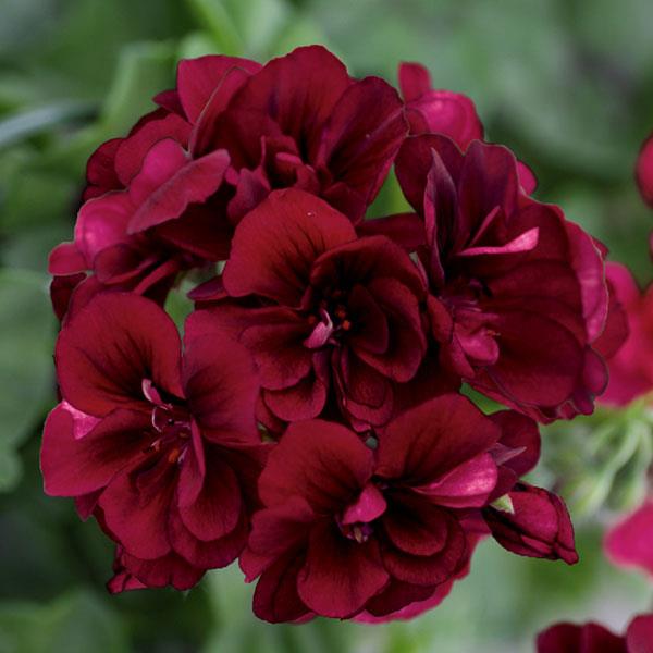 Royal™ Dark Burgundy