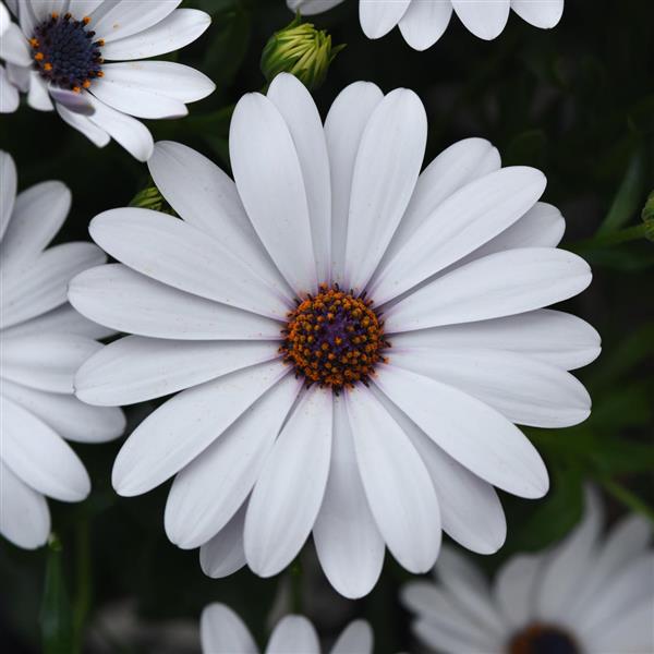 FlowerPower™ Petite White